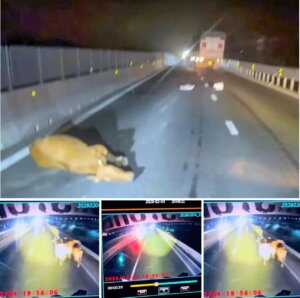 Phan Thiết-Bò Rơi Từ Xe Tải Trên Cao Tốc